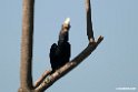 Silvery-cheeked Hornbill.201025jan_4206