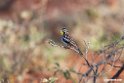 Somali Bunting.201023jan_3477