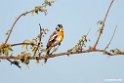 Somali Bunting.201023jan_3480
