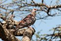 Speckled Pigeon.201026jan_5092