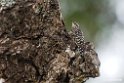 Spotted Creeper.201025jan_4159