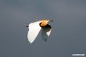 Squacco Heron.201017jan_2990