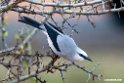 Stressmanns Bush-crow.201023jan_3798