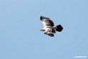 Tawny Eagle.201023jan_3588