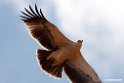 Tawny Eagle.201023jan_3817