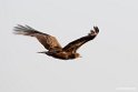 Tawny eagle.201015jan_2523