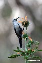 Tcazza Sunbird.201010jan_1469