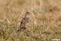 Thekla Lark.201010jan_1210