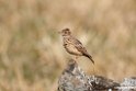 Thekla Lark.201010jan_1211