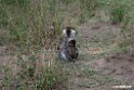 Vervet Monkey.201024jan_4430