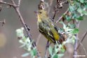Vitelline Masked weaver.201017jan_2894