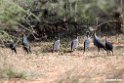 Vulterine Guneafowl.201023jan_3752