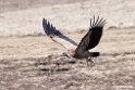 Vulture.201011jan_1647