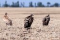 Vultures.201011jan_1673