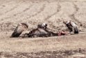 Vultures.201011jan_1686