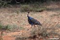 Vulturine Guineafowl.201023jan_3737