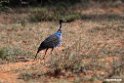 Vulturine Guineafowl.201023jan_3742
