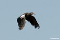 Wattled Ibis.201010jan_1264