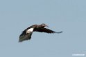 Wattled Ibis.201010jan_1267