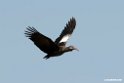Wattled Ibis.201010jan_1268