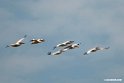 White Pelican.201017jan_2810
