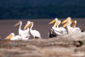 White Pelican.201017jan_2982