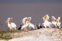 White-Pelican.201017jan_2965