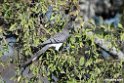 White-bellied Go-away-bird.201026jan_5071