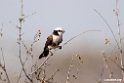 White-crowned Shrike.201014jan_2332