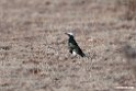White-crowned Starling.201021jan_3103