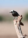 White-crowned Starling.201021jan_3159