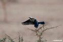 White.crowned Starling.201021jan_3106