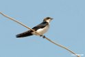 Wite-tailed Swallow.201015jan_2640