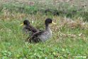 Yellow-billed Duck.201010jan_1284