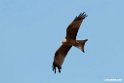 Yellow-billed Kite.201012jan_2091