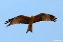 Yellow.billed Kite.201012jan_2074