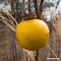 planta.201017jan_3403