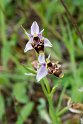 Orphrys scolopax.20140422_5587