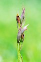 Serapias parviflora.20140422_5558