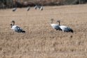 Traner.20140210_5085