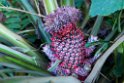 Ananas.201125nov_3278