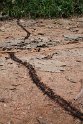 Ants.201103dec_3410