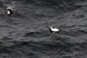 Albino Lomvie.20110621_8065