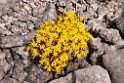 Blomst.20110620_7829