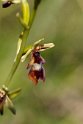 Flueblomst.20110620_7686