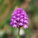 Horndrager.20110620_7804