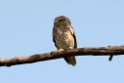 Collared Scops-owl_DSC7320