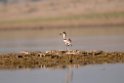 Great Thick-knee_DSC7519