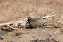 Painted Snipe_DSC7501
