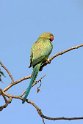 Rose-ringed Parakeet_DSC7325